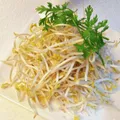 Bean Sprouts