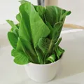 Choy Sum