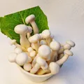 White Beech Mushroom